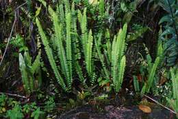 Image of sword ferns