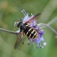 Image of Sericomyia silentis (Harris 1776)