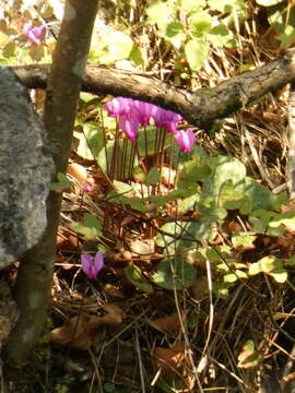 Image of cyclamen