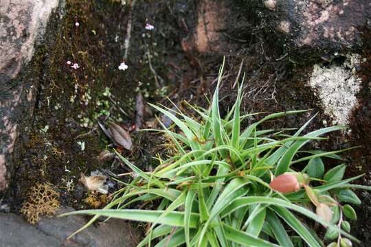 Image of Connellia quelchii N. E. Br.