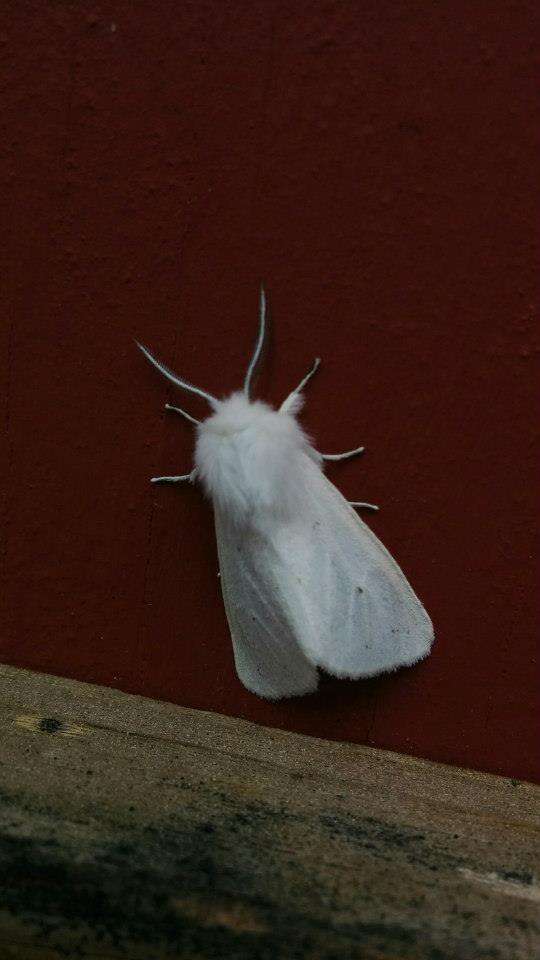 Imagem de Spilosoma virginica Fabricius 1798