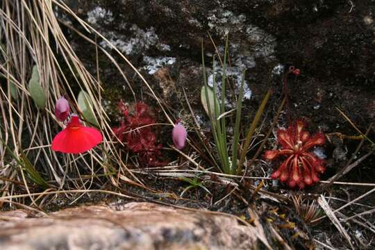 Image of Drosera roraimae (Klotzsch ex Diels) Maguire & Laundon