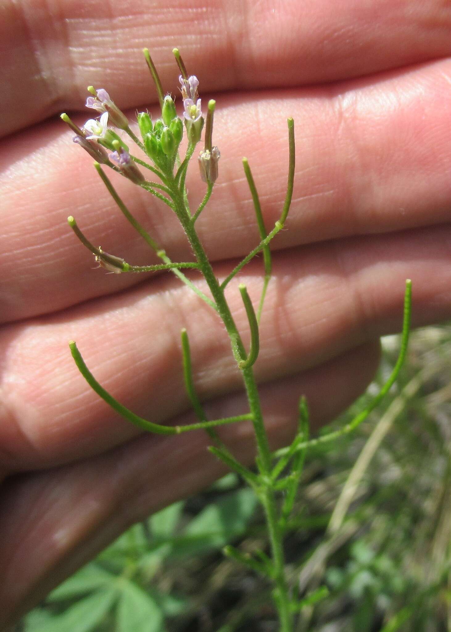 Imagem de Dontostemon micranthus C. A. Mey.