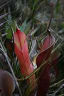 Image of Heliamphora nutans Benth.