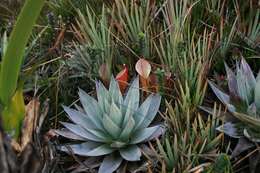 Image of Heliamphora nutans Benth.