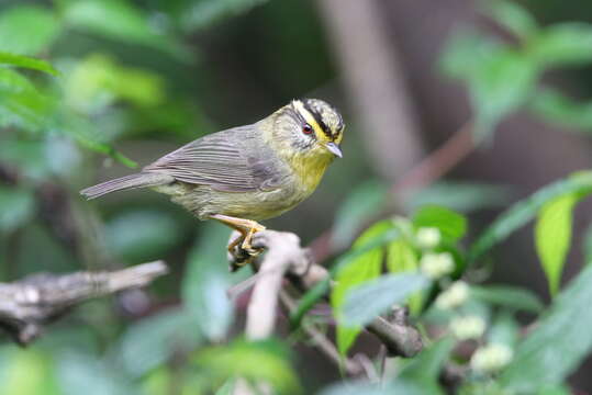 Image of Yellow-throated Fulvetta