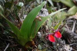 Plancia ëd Utricularia quelchii N. E. Br.