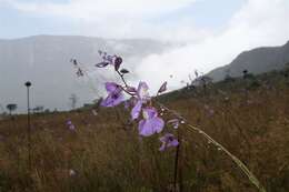 Image of Utricularia humboldtii Rob. Schomb.