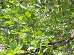 Image of Pongamia