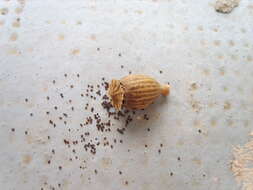 Image of corn poppy