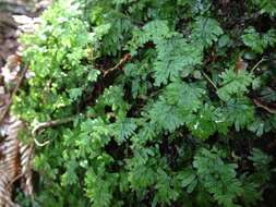 Imagem de Hymenophyllum revolutum Col.