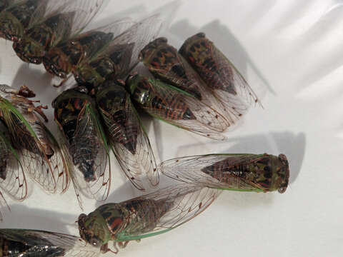 Image of Plains Dog-day Cicada