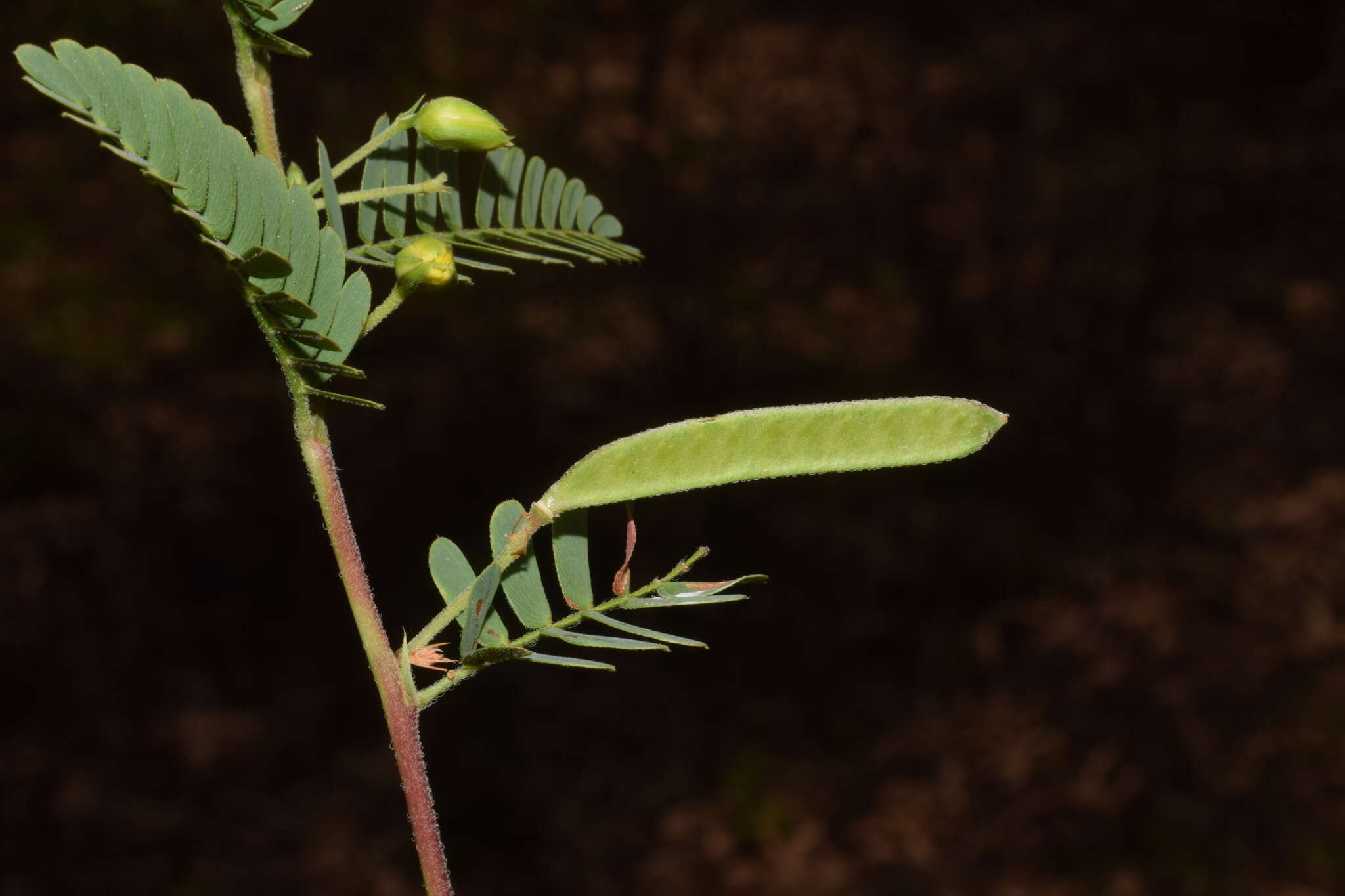 Chamaecrista kleinii (Wight & Arn.) V. Singh resmi