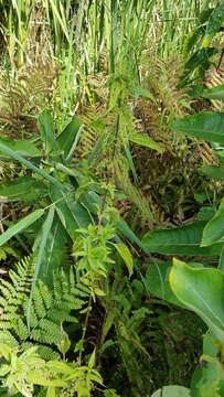 Urtica gracilis Aiton resmi