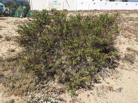 Image of Encelia laciniata Vasey & Rose