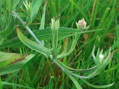 Image of Centaurea jacea subsp. gaudinii (Boiss. & Reut.) Gremli