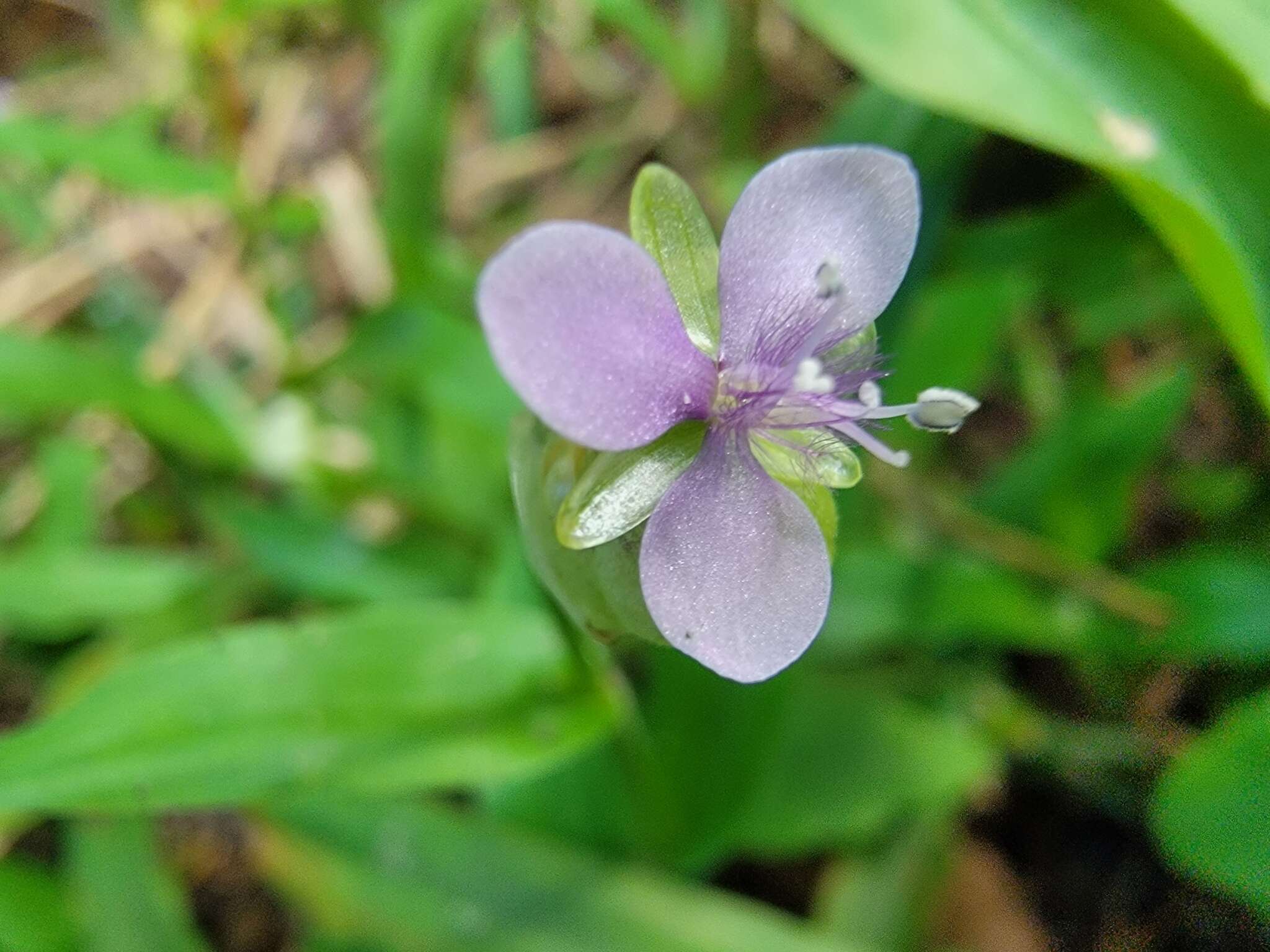 Sivun Murdannia loriformis (Hassk.) R. S. Rao & Kammathy kuva