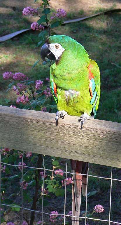 Image of Chestnut-fronted Macaw