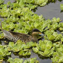 Image of Silver Teal