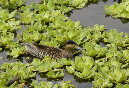 صورة Spatula versicolor (Vieillot 1816)