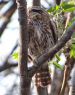 Image of Pearl-spotted Owlet