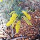 Sivun Acacia drummondii subsp. drummondii kuva