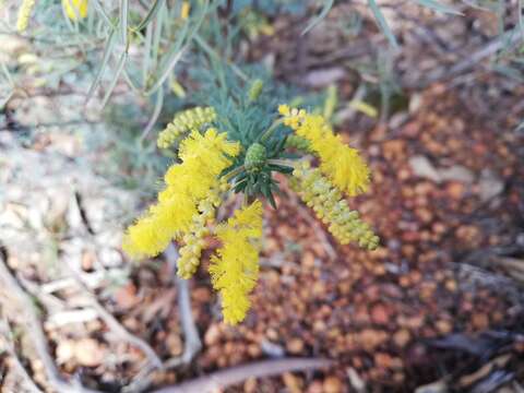 Image of Acacia drummondii subsp. drummondii