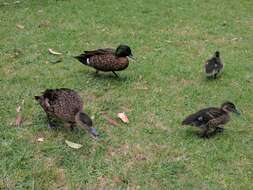 Image of Chestnut Teal