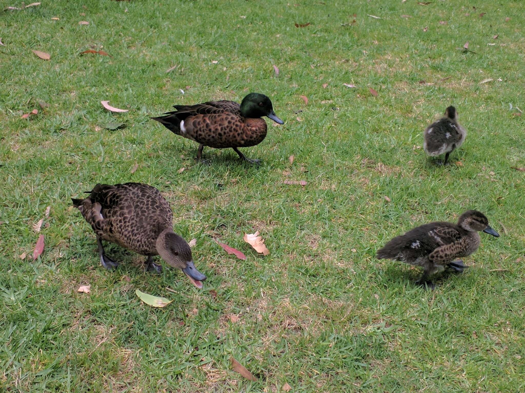 Image of Chestnut Teal