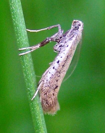 صورة Aspilapteryx tringipennella (Zeller 1839)