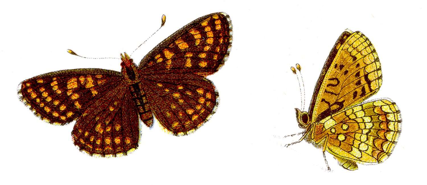 Image of Melitaea aurelia
