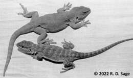 صورة Pristidactylus achalensis (Gallardo 1964)