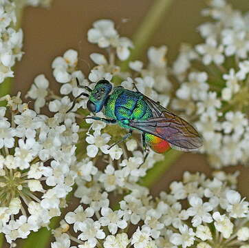 Image of <i>Chrysis clarinicollis</i>