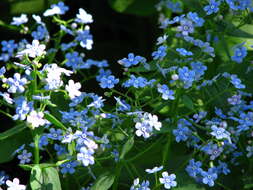 Plancia ëd Brunnera macrophylla (Adams) I. M. Johnst.