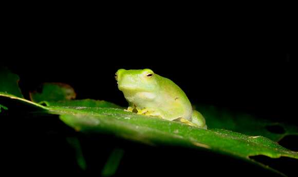 صورة Sphaenorhynchus planicola (Lutz & Lutz 1938)