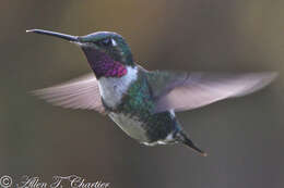 Image of White-bellied Woodstar