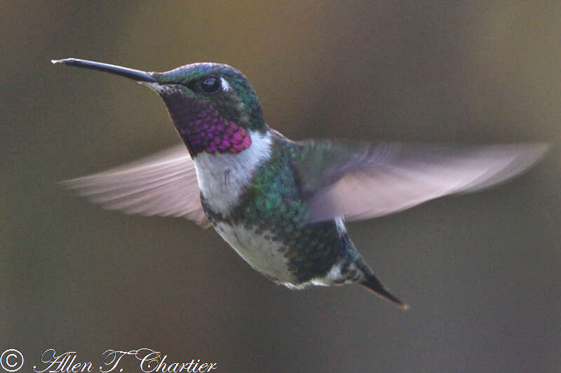 Image de Colibri de Mulsant