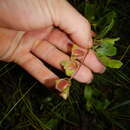 Image of Dodonaea hispidula Endl.