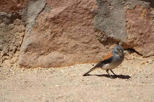 Image of Red-backed Sierra Finch