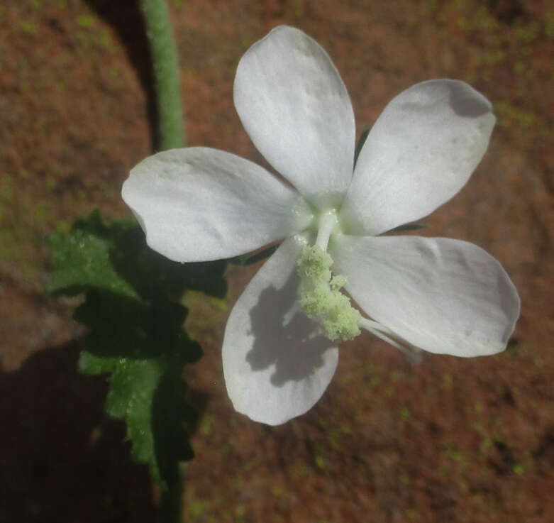 Imagem de Hibiscus meyeri Harv.