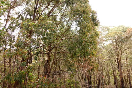 Image of broadleaf peppermint gum