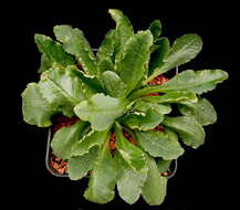 Image of Euphorbia primulifolia Baker