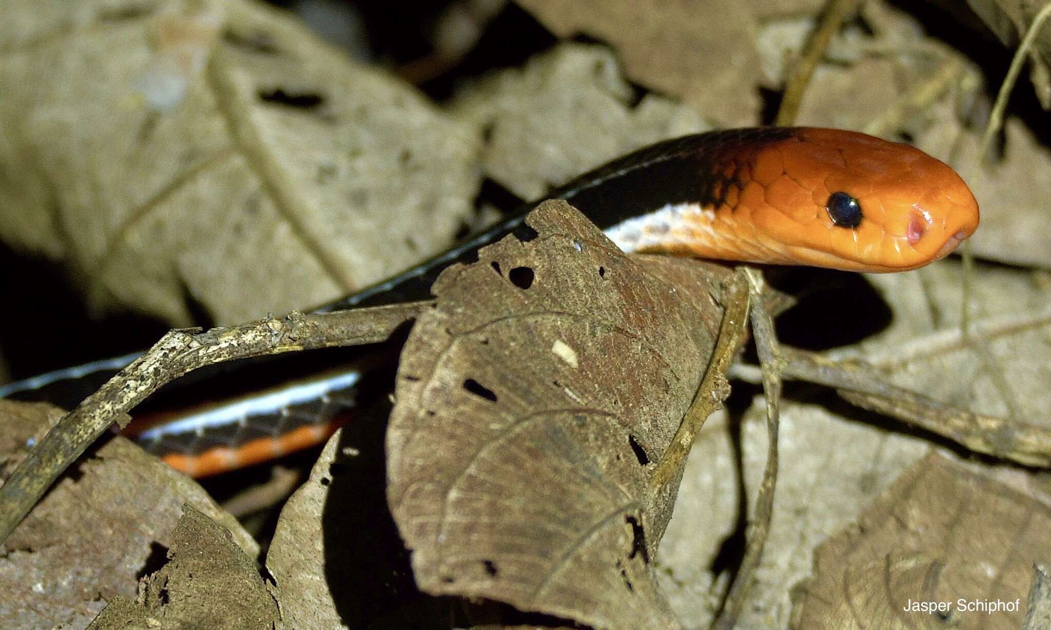 Calliophis bivirgatus tetrataenius (Bleeker 1859)的圖片