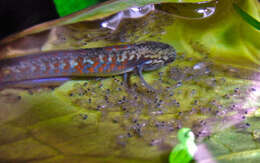 Image of Peacock gudgeon