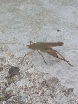 Image of Calamoptera