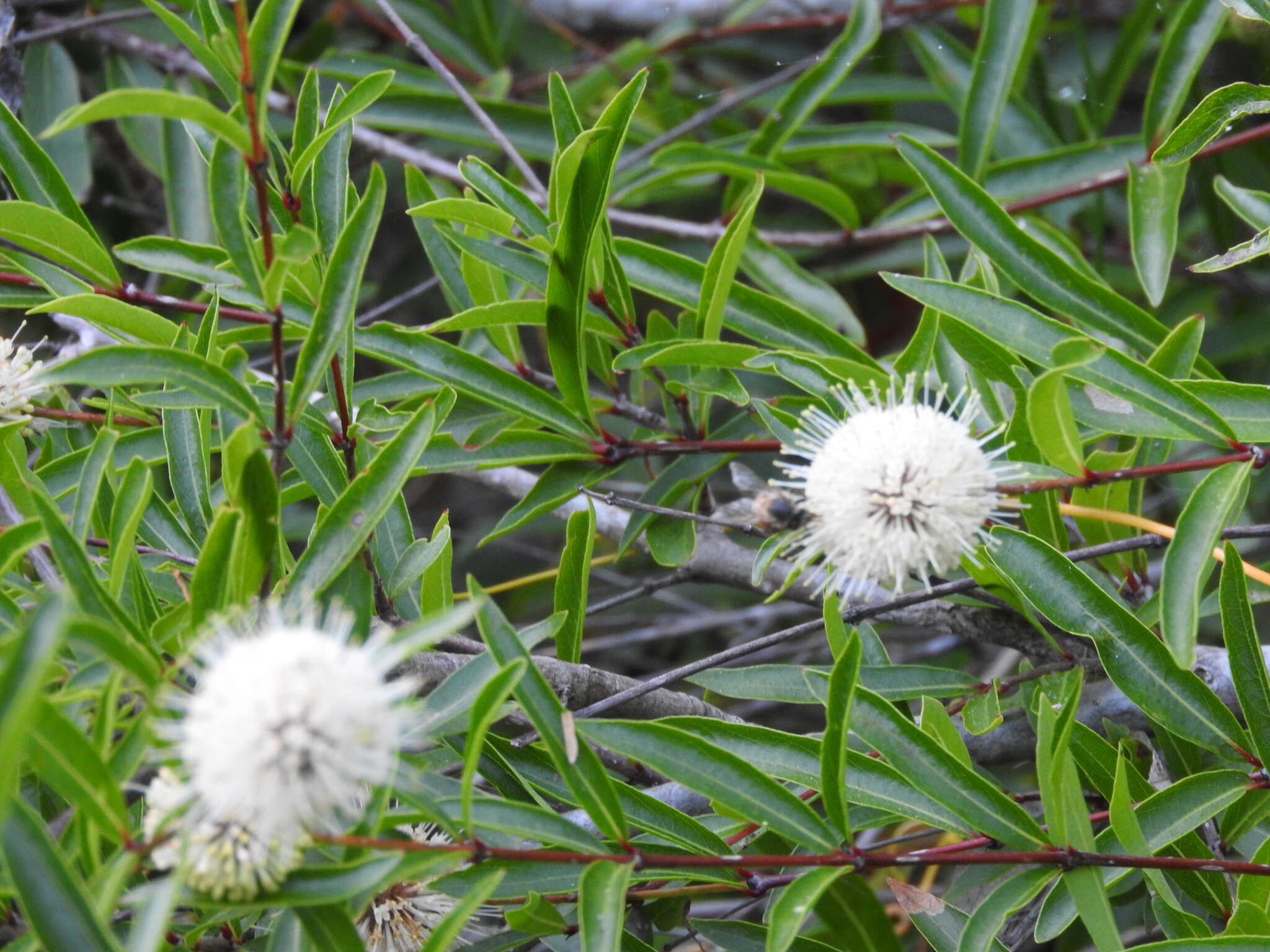 Image de Cephalanthus salicifolius Humb. & Bonpl.