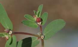 Image of Euphorbia serpillifolia subsp. serpillifolia