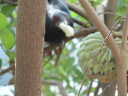 Imagem de Annona squamosa L.