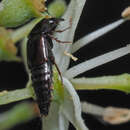 Image of Tachinus (Tachinus) fimetarius Gravenhorst 1802