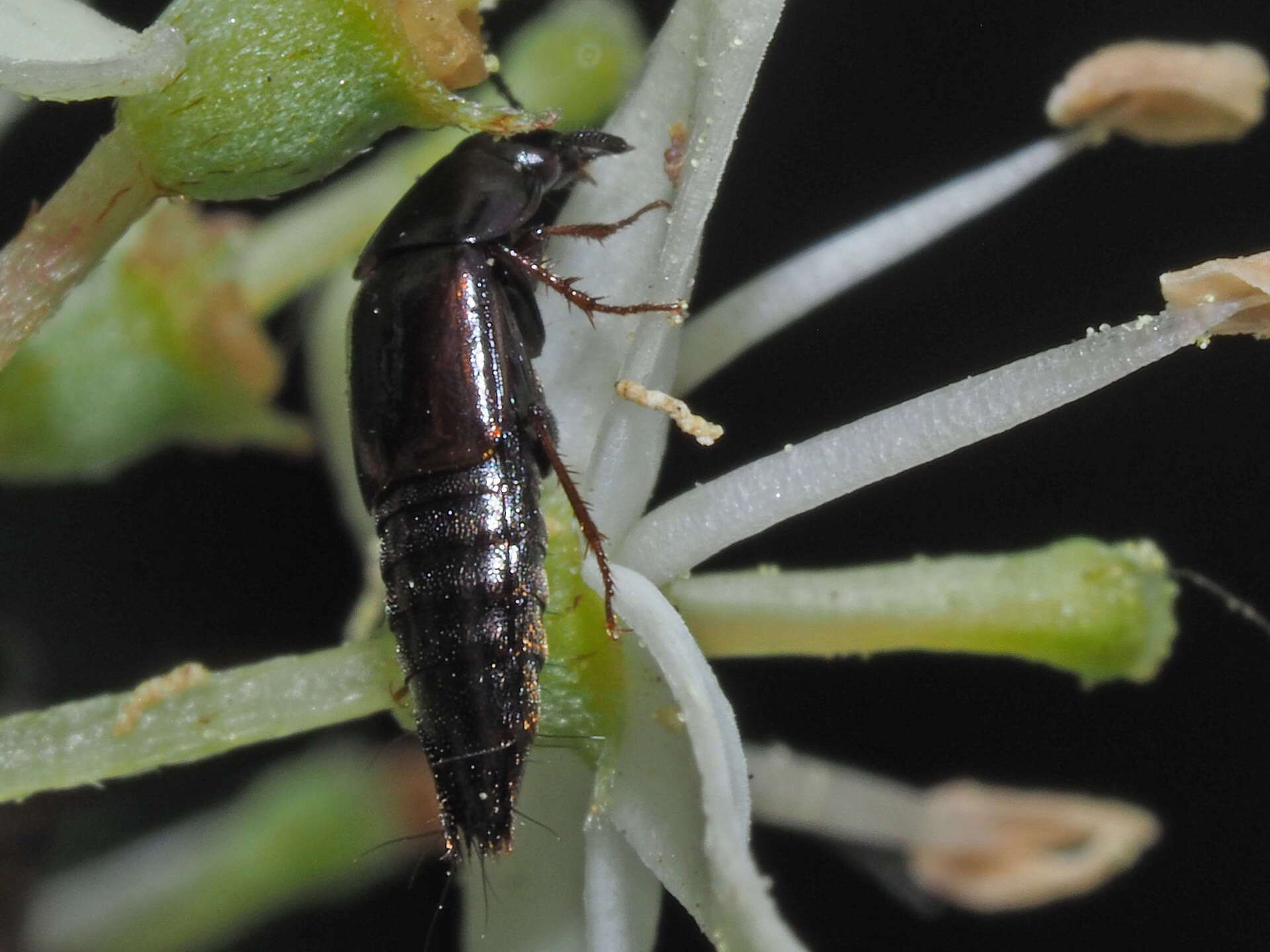 Image of Tachinus (Tachinus) fimetarius Gravenhorst 1802